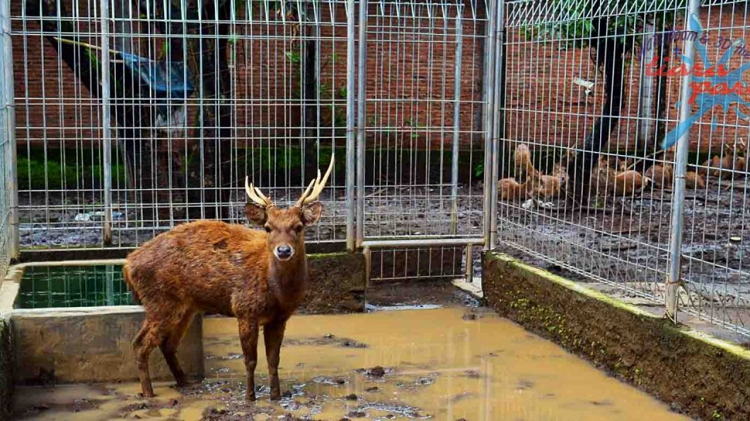 Rekomendasi Taman Satwa Ramah Anak Cocok Sebagai Refrensi Liburan, Berikut Ulasan Lengkapnya