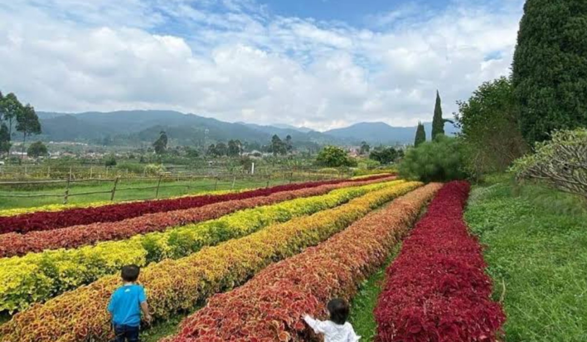 Wisata Terbaru 2024 Happy Farm Ciwidey: Pesona, Tiket Masuk dan Jam Buka