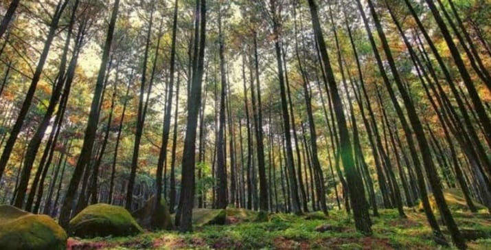 Jelajahi Hutan Pinus Gemaharjo, Pesona Alam Wisata Terbaru 2024 yang Menawan