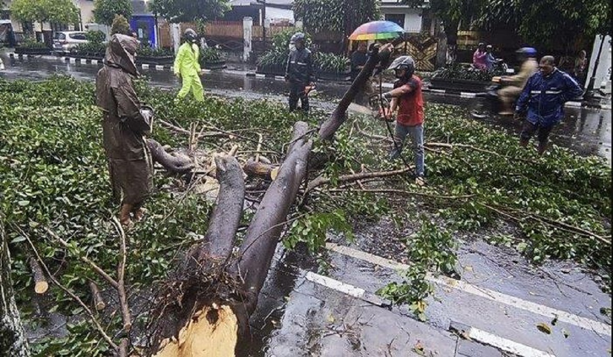 PJU di Yogyakarta Rusak Akibat Pohon Tumbang, Pemkot Lakukan Tindakan Cepat