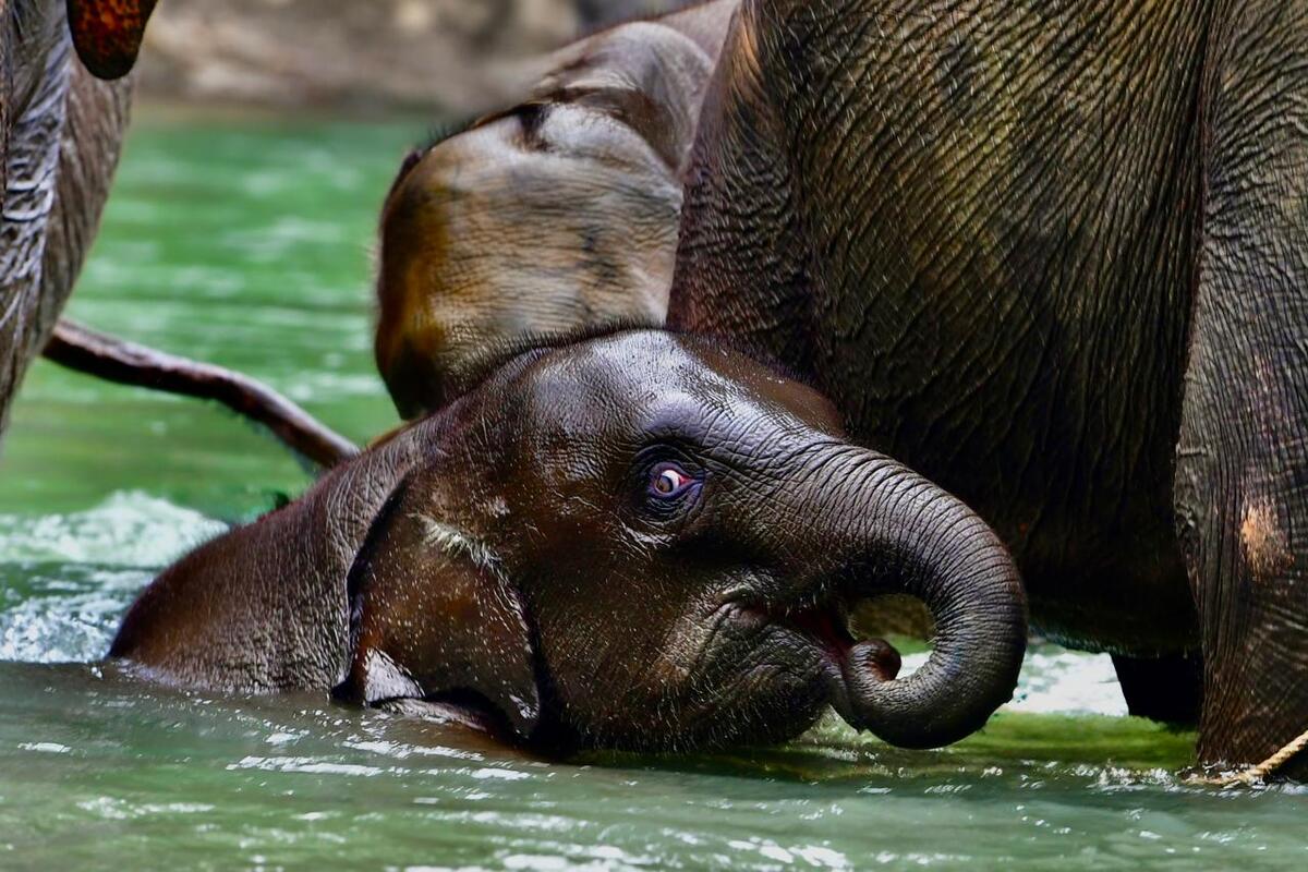 Tari, Anak Gajah Ikonik Tesso Nilo Tutup Usia: Peringatan Keras bagi Konservasi Satwa Liar Indonesia