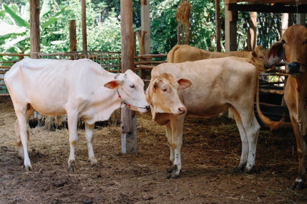 Akibat Kasus PMK, Aktivitas Jual Beli Sapi di Bantul Sempat Berhenti Sejenak