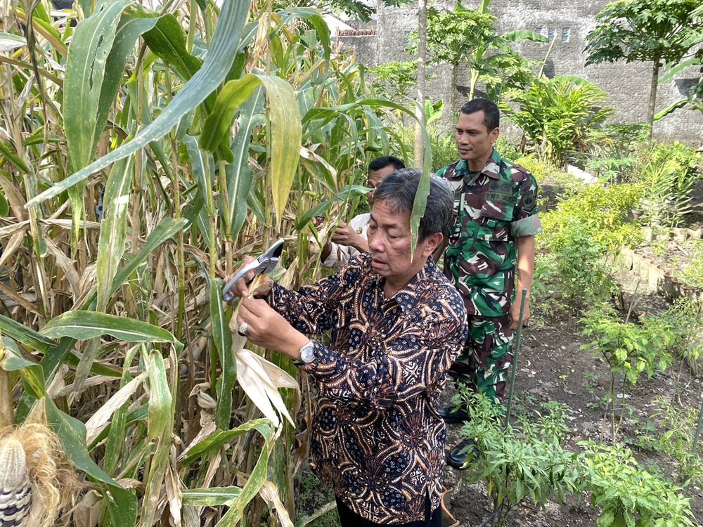 Warga Nyutran Panen Jagung Pulut di Lahan Kota Yogyakarta, Bisa Jadi Bahan Pangan Alternatif Ketahanan Pangan