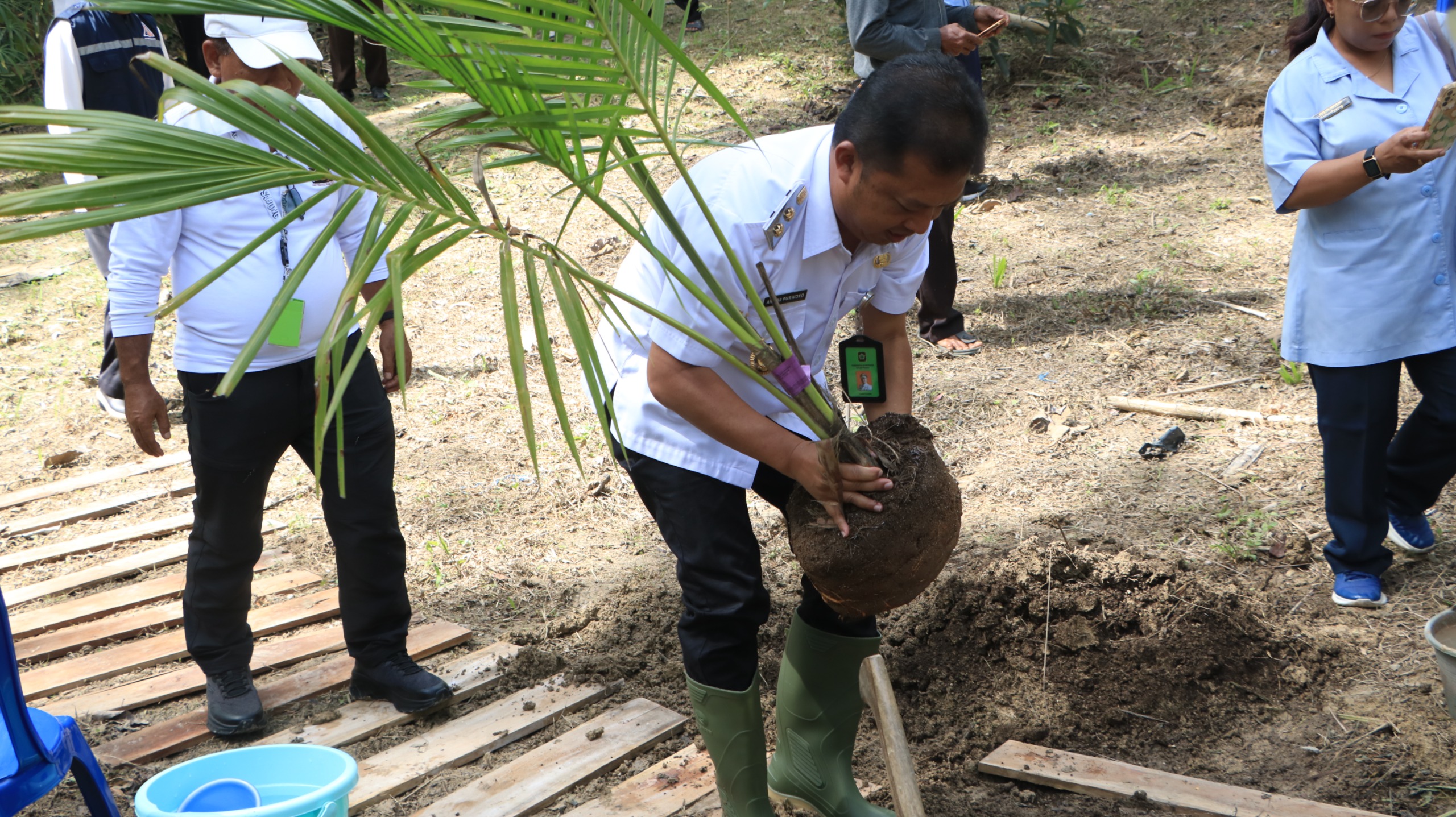 Produksi Naik 4 Tahun Lagi, Kulon Progo Tanam 14.000 Bibit Kelapa Genjah Jadi Komoditas Prioritas