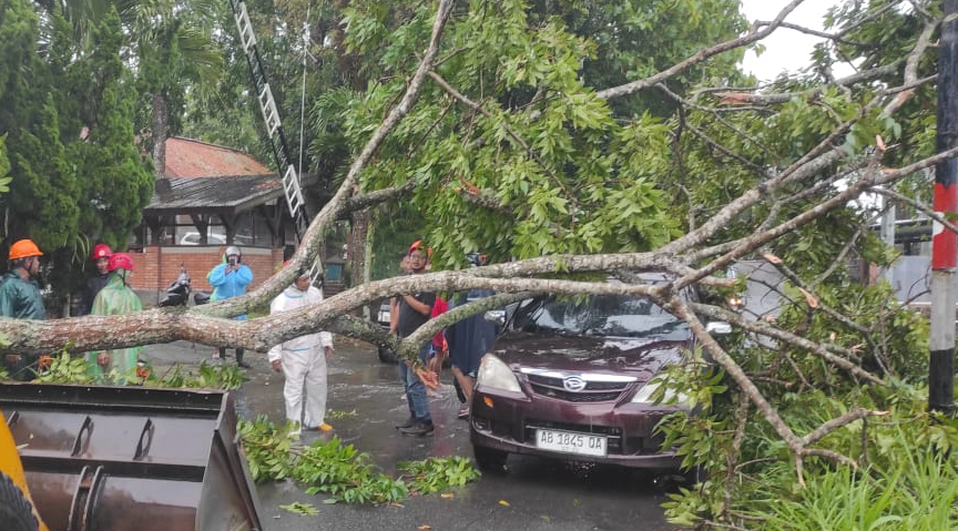 Hujan Lebat dan Angin Kencang Terjang Sleman, Puluhan Pohon Tumbang di Pakem dan Cangkringan