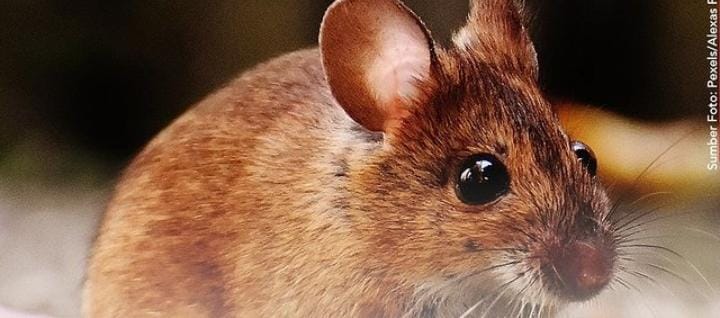 Tikus di Rumah Banyak? Berikut 13 Aroma yang di Benci Tikus dijamin Kabur Semua