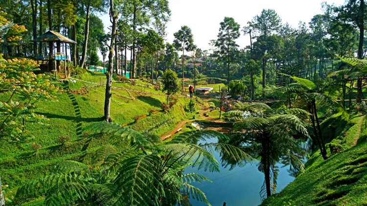 Pesona Panorama Luas dan Spot Instagramable di Kebun Teh Pagilaran Batang