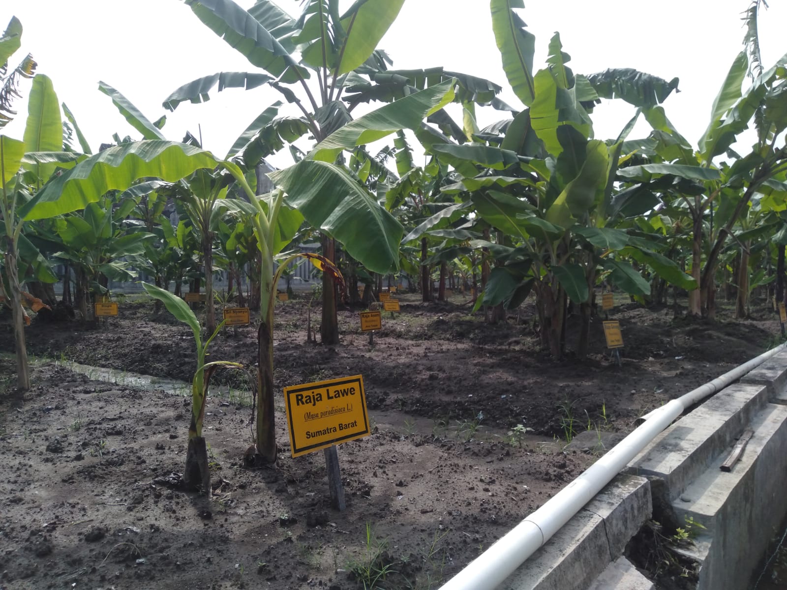 Pemkot Yogyakarta Bakal Kembangkan Kebun Bibit di Tegalrejo Menjadi Agropolitan