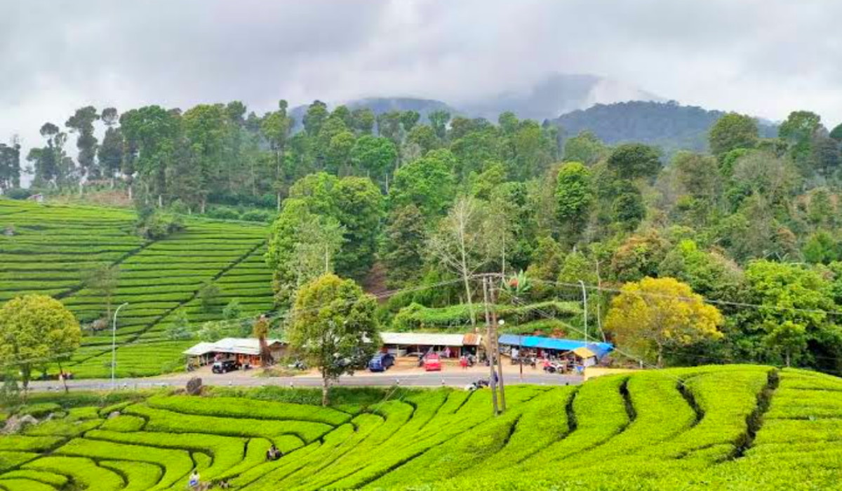 Wisata Terbaru 2024 Kebun Teh Rancabali: Daya Tarik, Fasilitas, Harga Tiket dan Lokasi, Cek Detailnya Disini