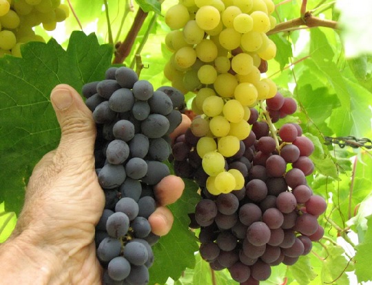 Cara Budidaya Anggur Untuk Pemula, Lakukan 10 Langkah Ini Agar Cepat Berbuah