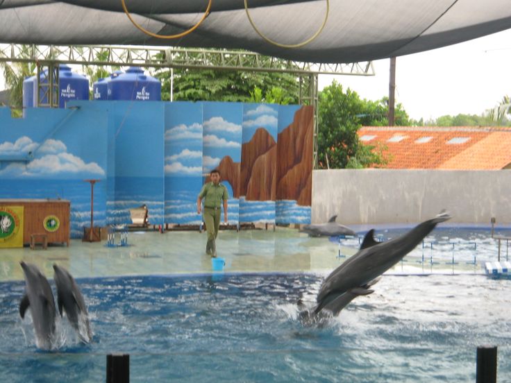 Batang Dolphin Center, Wisata Terbaru 2024 Dengan Beragam Wahana dan Fasilitas yang Menarik