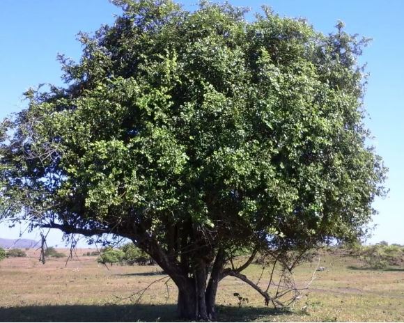 Tidak Banyak Orang Mengetahuinya! Ini Dia 5 Jenis Pohon Bidara Yang Punya Seribu Manfaat