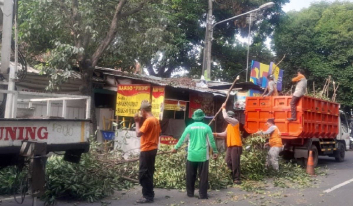 Siaga Potensi Pohon Tumbang, Pemkot Yogyakarta Lakukan Pemangkasan Tersebar di 13 Titik