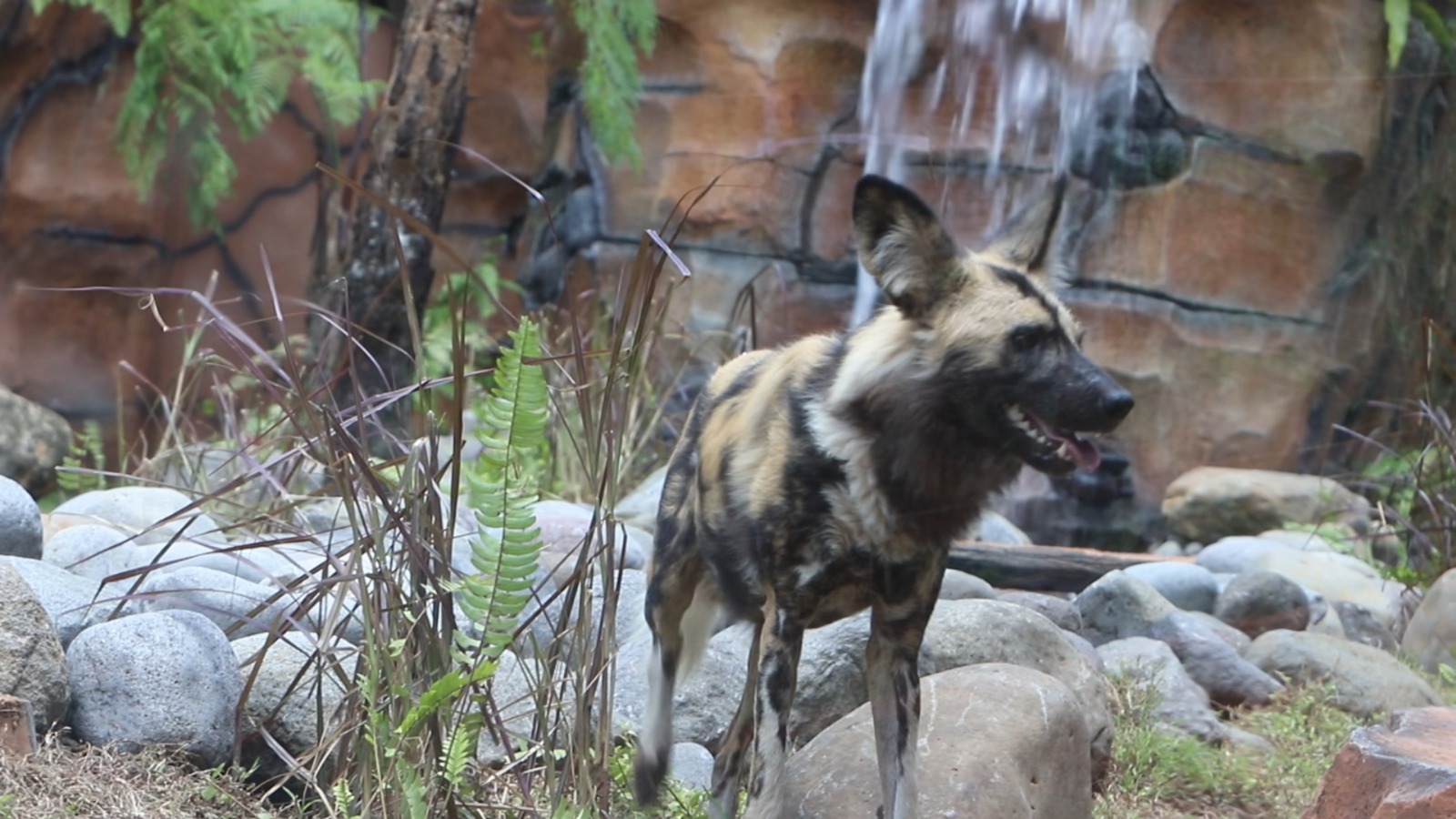  Gembira Loka Zoo Perkuat Animal Welfare, Hadirkan Satwa Unik Sambut Long Weekend Paskah