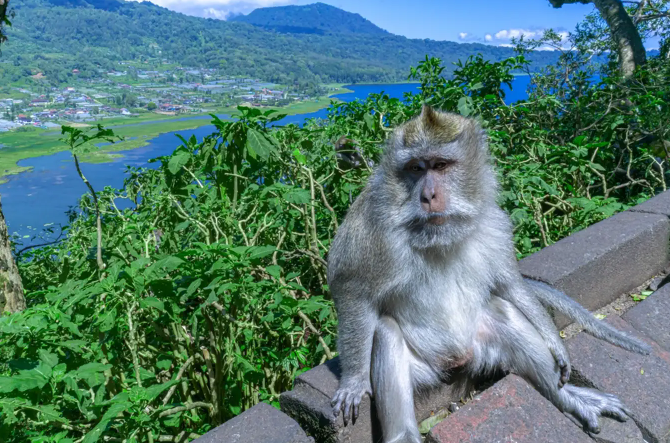 4 Destinasi Terbaik Tempat Wisata Terbaru 2024 Bali Untuk Melihat dan Memberi Makan Monyet 