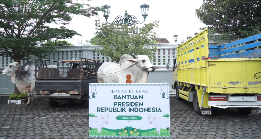 Iduladha 2025, Yogyakarta Terima 17 Sapi Kurban dari Presiden Prabowo dan Pemda DIY