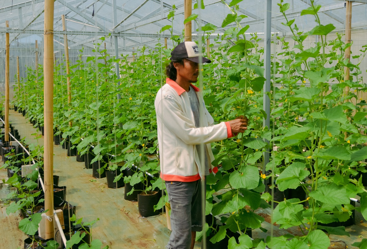 Tanah Kalurahan Kedungpoh Gunung Kidul Disulap Jadi Greenhouse Melon Premium