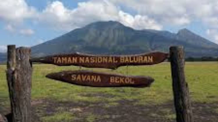 Eksplorasi Taman Nasional Baluran, Panduan Wisata ke Africa Van Java Paling Memukau
