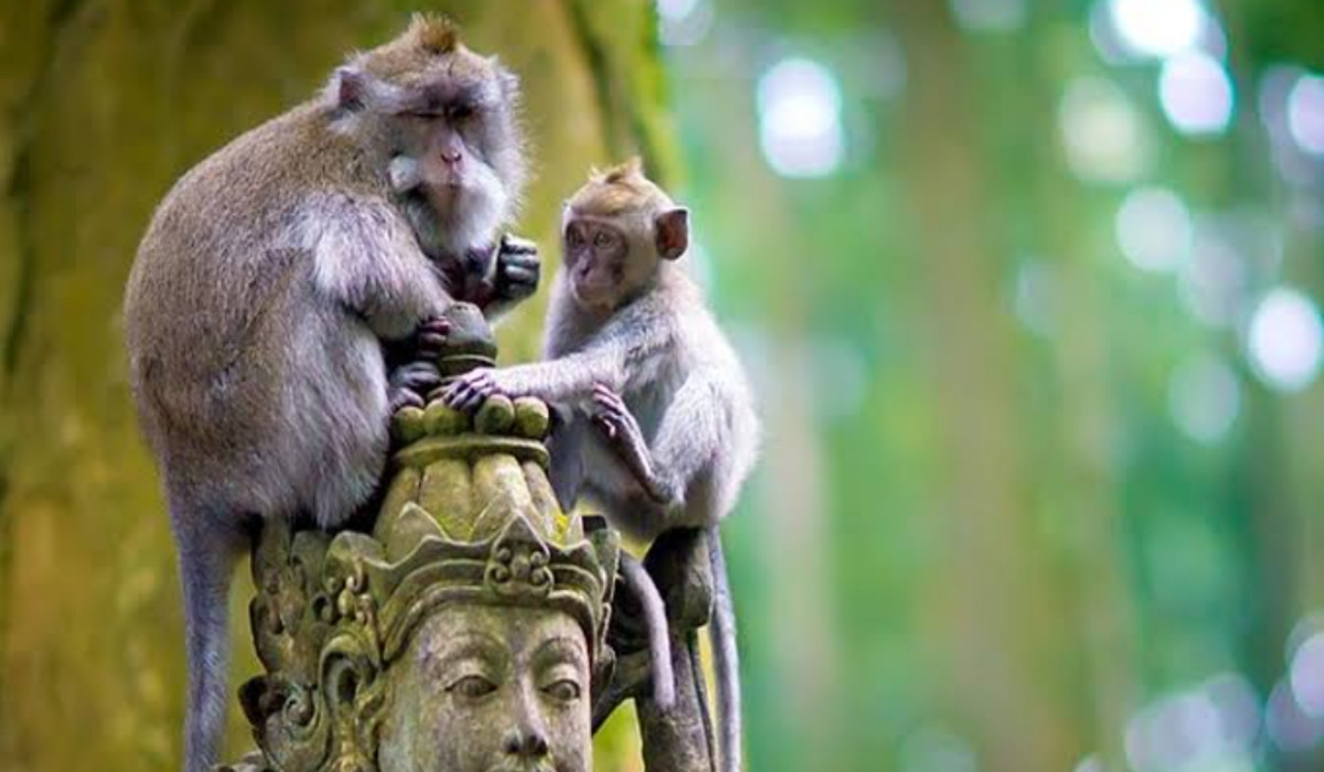 Eksplore Wisata Terbaru 2024 Sangeh Monkey Forest, Wisatawan Rela Datang Jauh-Jauh