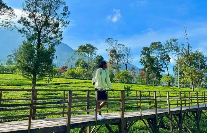 Sejuk dan Menenangkan, Kebun Teh di Wonosobo ini Bikin Pengunjung Betah!