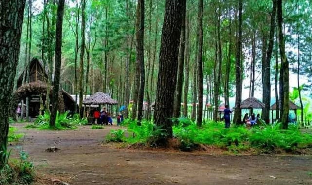 Pesona Keindahan Wisata Terbaru 2024 Pinus Camp Songgon Banyuwangi, Surga Tersembunyi Jawa Timur