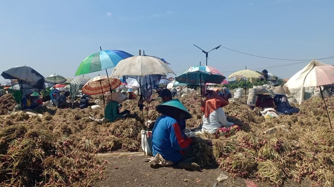 Duh! 200 Ribu Hektar Lahan Bawang Merah di Jawa Terserang Hama Janda Pirang