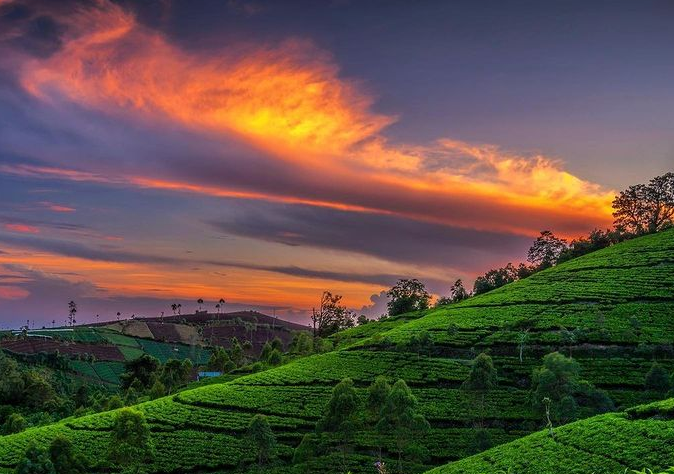 Berkunjung ke Brebes, Jangan lewatkan berlibur ke Agrowisata Kaligua Kebun Teh yang Pesona Alamnya Luar Biasa