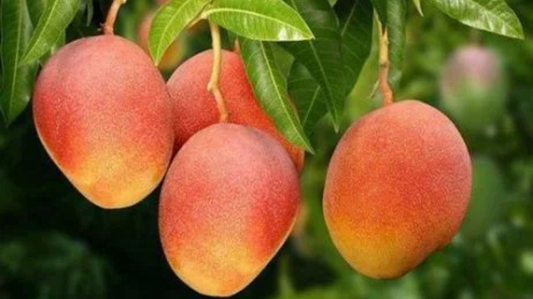 Oleh-Oleh Khas Pantura Jawa Barat, Sajian Khas dari Cirebon dan Indramayu