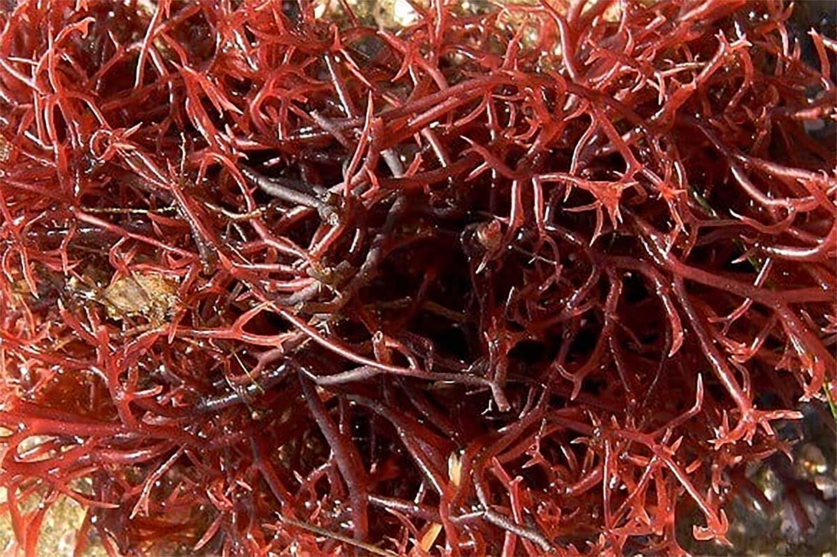 Berikut 7 Manfaat Astaxanthin dari Ganggang Merah Bagi Kecantikan kulit Wajah agar Selalu Tampak Awet Muda 