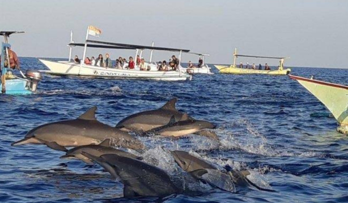 Wisata Terbaru 2024 Pantai Lovina: Atraksi Lumba-Lumba Memukau, Simak Ulasan Lengkapnya