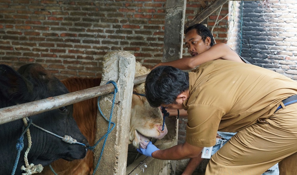 Pemkot Yogyakarta Tingkatkan Kewaspadaan PMK Pada Sapi, Pemantauan Kondisi dan Edukasi