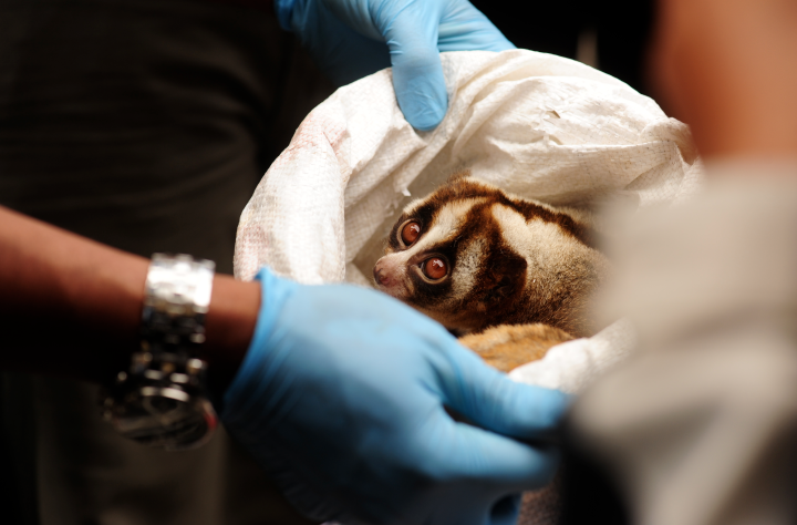 COP Bongkar Perdagangan Satwa Liar Lintas Negara, 73 Kasus Terungkap