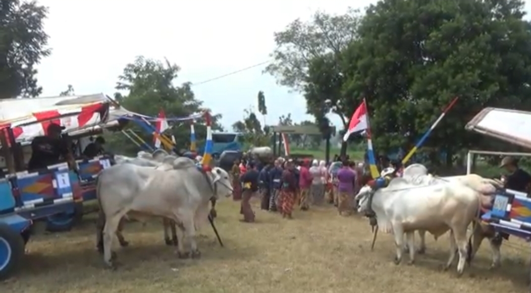 Gerobak Sapi Kembali Dinikmati Sebagai Wisata Unik, Orderan Tembus 20 Sehari