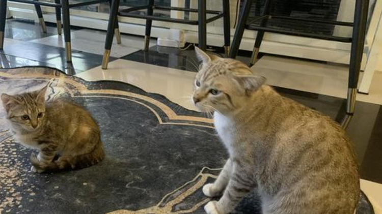 Surga Pecinta Kucing, Ada Cafe Pansa 81 Sidoarjo Untuk Nongkrong Seru Bareng Kucing 