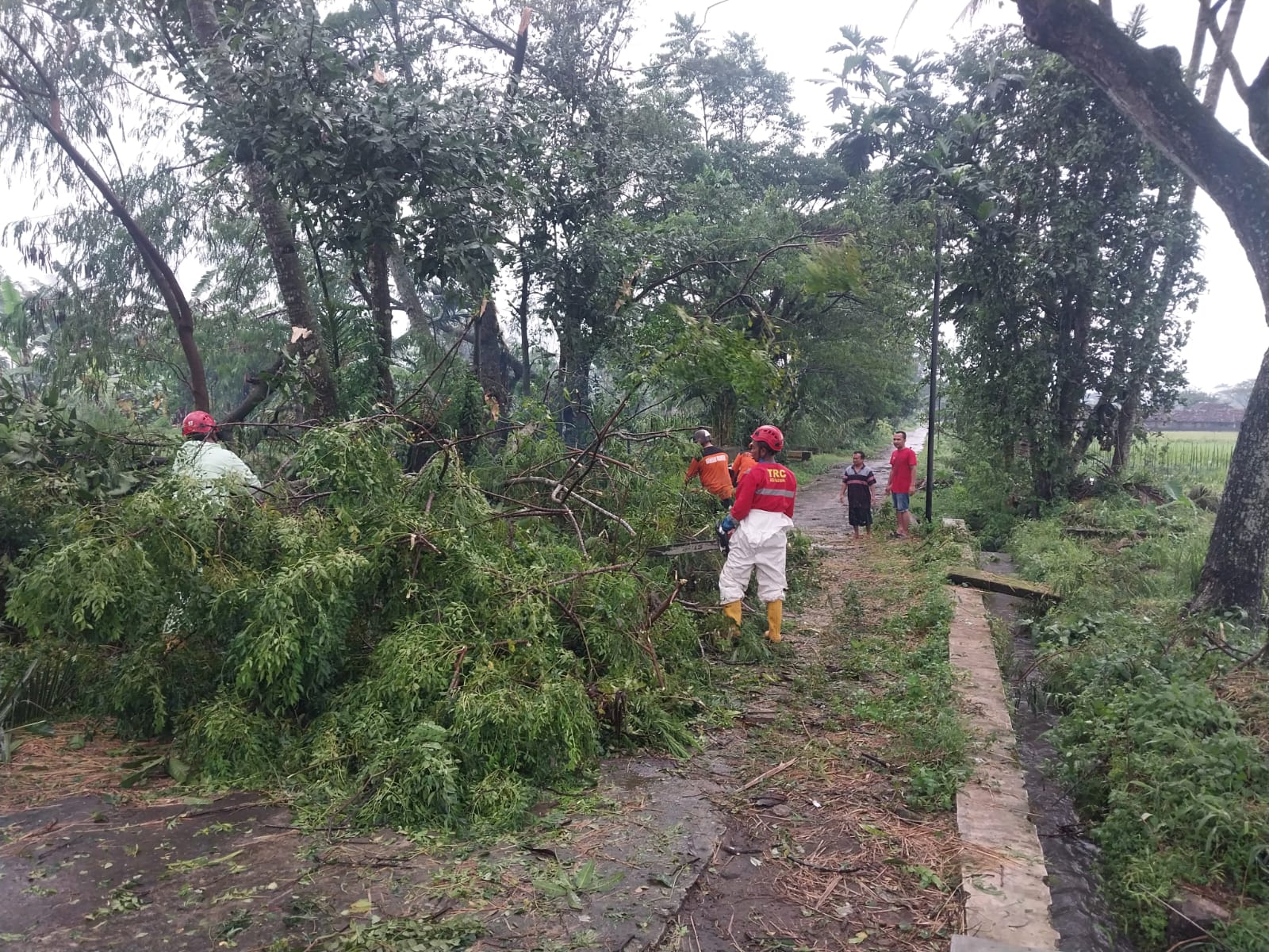 Hujan Lebat dan Angin Kencang Terjang Sleman, Puluhan Pohon Tumbang dan Genteng Berterbangan