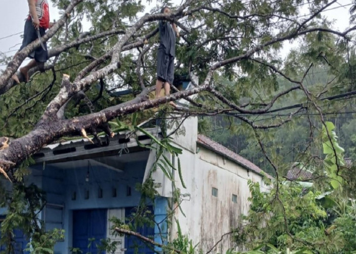 Antisipasi Dampak Buruk Cuaca Ekstrem, Aparatur Pemkab Sleman Intensifkan Pemangkasan Pohon Rindang