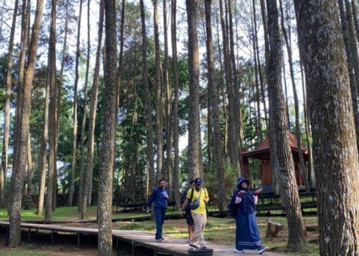 Pokdarwis Keluhkan Kunjungan Wisatawan ke Mangunan Terus Menurun, Begini Penyebabnya