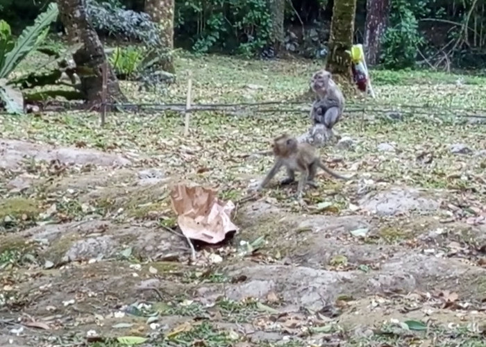 Saat Monyet Ekor Panjang Lereng Merapi “Sambangi” Kemah Pengunjung Wisata