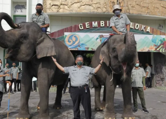 Sensasi Baru Ngabuburit di Yogyakarta Menjelajahi Dunia Satwa Gembira Loka Zoo