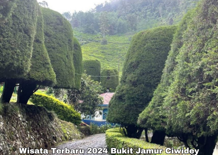 Wisata Terbaru 2024 Bukit Jamur Ciwidey, Cek Info Lengkapnya Dari HTM Hingga Jam Operasional