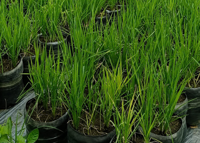 840 Galon Bekas Disulap Jadi Sawah Mini, Warga Gunungkidul Buktikan Bertani Tak Harus Punya Sawah