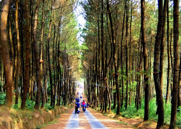 Jelajahi Wisata Terbaru 2024 Hutan Pinus Kragilan: Spot Foto Alam Menarik Dijuluki Sebagai Wisata Top Selfi!
