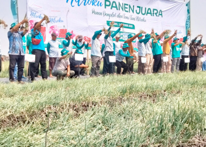 Musim Kemarau Panjang Lebih Produktif, Petani Brebes Klaim Panen Bawang Merah Naik 11 Persen Dengan Nitroku