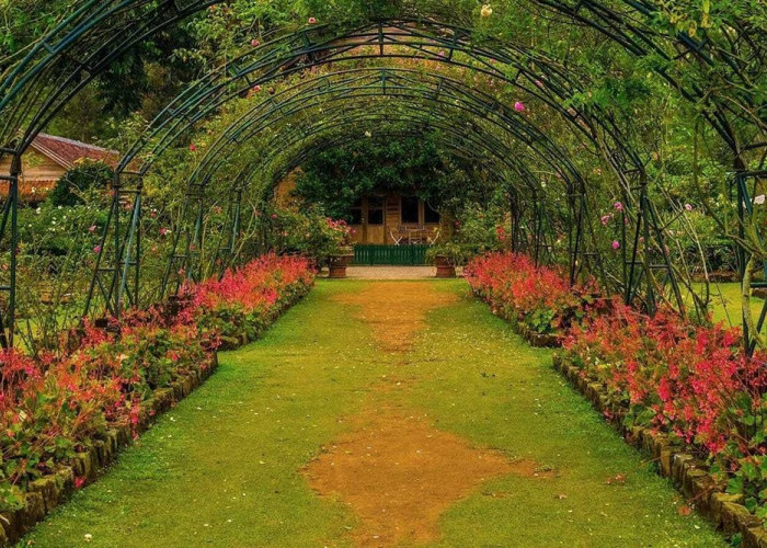 7 Taman Bunga Mawar di Indonesia Paling Menarik Dikunjungi Bagi Pecinta Bunga, Cek Disini