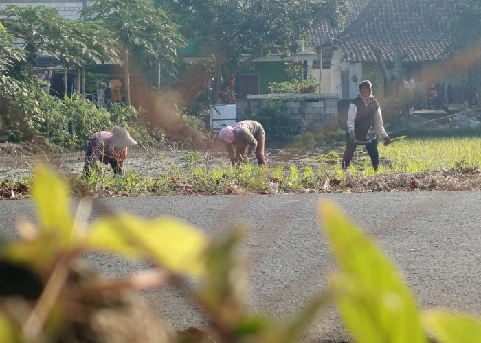 Saat Budaya Sambatan, Gotong Royong Memudar, Gerakan Restorasi Sosial Berbasis Budaya Jawa Terus Digalakkan