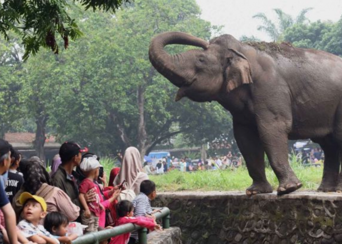 Wacana Kenaikan Harga Tiket Masuk Ragunan Jakarta, Tanggapan dan Kekhawatiran Mencuat
