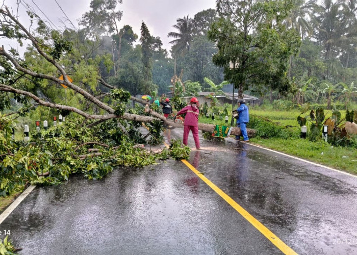 DIY Masih Diguyur Hujan, Longsor dan Pohon Tumbang Terjadi di Berbagai Wilayah
