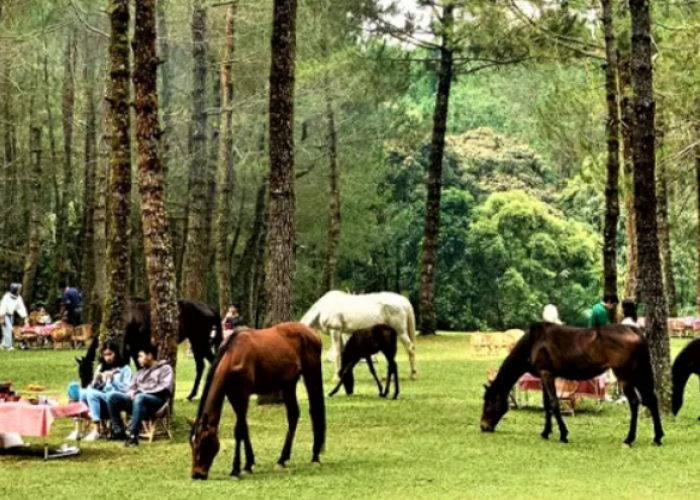 Pantau Daftar Camping dan Glamping Paling Menenangkan di Lembang, Cek Info Lengkapnya Berikut Ini