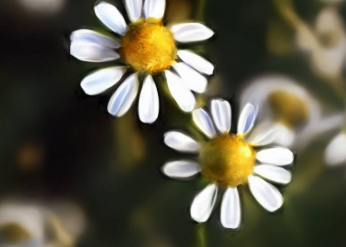 5 Rahasia Tersembunyi Minyak Bunga Chamomile untuk Kesehatan Tubuh Anda!