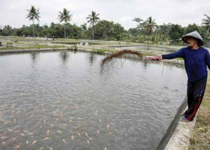 Rp 9 Miliar Digelontorkan, Bantul Jadi Satu-satunya di DIY Bangun Kampung Nelayan Merah Putih